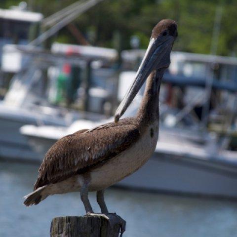 brown-pelican-1